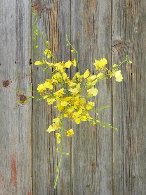 ONCIDIUM YELLOW 30-36 TALL YELLOW ORCHIDS